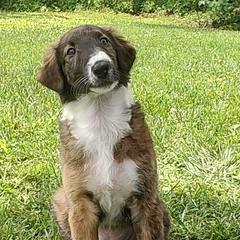 Borzoi and Samoyed Puppies from Kalabria