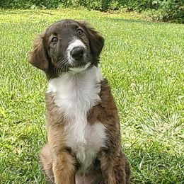 Borzoi and Samoyed Puppies from Kalabria