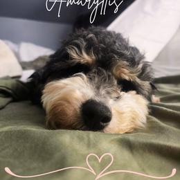 Ami - Aussiedoodle