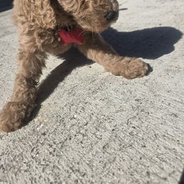 Spirit - Apricot male Goldendoodle puppy in Tavares, Florida from Spirited Doodles