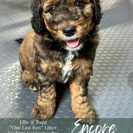 Encore - Phantom male Goldendoodle puppy in Paxville, South Carolina from Pack Street Pups