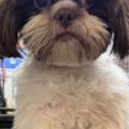 Aussiedoodles, Australian Shepherds, Shihpoos, and Shih Tzus from Rockiń N Kennel