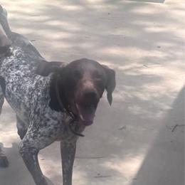 Maggie - German Shorthaired Pointer
