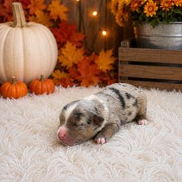 Tansy - Blue merle female Miniature Australian Shepherd puppy in Louisville, Mississippi from Kristy’s Kennels