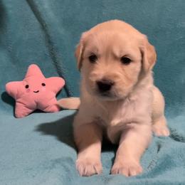 Pinkie - Light golden female Golden Retriever puppy in Ennis, Texas from Amberidge Golden Retrievers