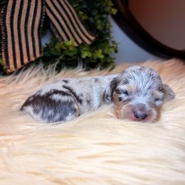 Pixie - Dapple female Dachshund puppy in Washburn, Tennessee from Clinch Mountain Dachshunds