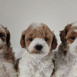 Poodles from Crimson Ridge Poodles