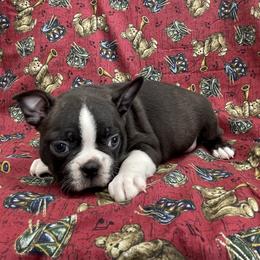 Baxter - Black brindle and white male Boston Terrier puppy in Fillmore, Illinois from Wind Hill Puppies