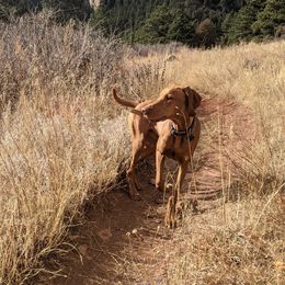 Vizsla Puppies from Virag Vizsla