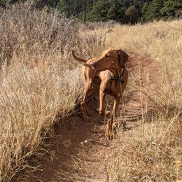 Vizsla Puppies from Virag Vizsla
