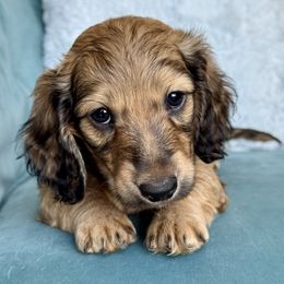 Frankie -2800 - Red male Dachshund puppy in Krum, Texas from Tired Chef Dachshunds