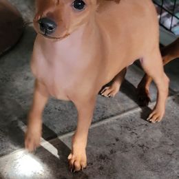 Miniature Pinscher Puppies from Copperspur kennel