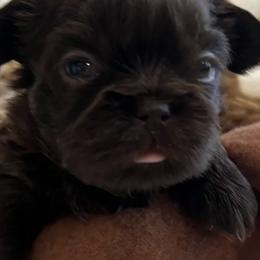 Shih Tzu Puppies from Lux Shih Tzu of New England