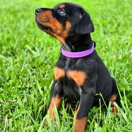 Lux - Black and rust female Doberman Pinscher puppy in Lebanon, Ohio from Lady Mae Bassets & Doberman