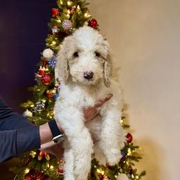 Green - Parti male Goldendoodle puppy in Cape Coral, Florida from Magnolia Doodles co.