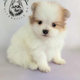 Spot - Red sable male Pomeranian puppy in Fultonville, New York from Sandy Aussies & Pomeranians