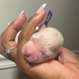 Poodle Puppies from J'Adore Doodles