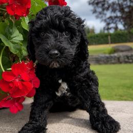 Ross - red collar - Black male Labradoodle puppy in Beavercreek, Oregon from Auburn Sky Labradoodles