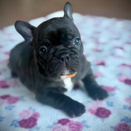 Orange (Bingo) - Brindle female French Bulldog puppy in Rochester, Washington from Frenchie Bulldog Kisses