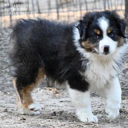 Rory - Black tri male Miniature Australian Shepherd puppy in Patterson, North Carolina from DreamLine Aussies
