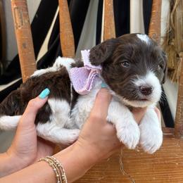 Lavender - Brown and white female Bernedoodle puppy in Curtice, Ohio from The Pink Doghouse