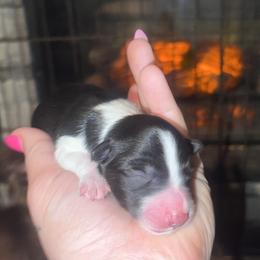Robert - Black and white male Border Collie puppy in Liverpool, Pennsylvania from Breezy Acres Stock & Sporting Dogs