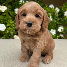 Lin - Golden female Cockapoo puppy in Roseville, California from Darby Park Doodles