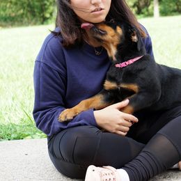 Rottweiler and Toy Shetland Sheepdog Puppies from Mountain High Kennels