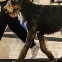 Irish Wolfhounds from Bellemere Irish Wolfhounds