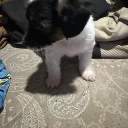 Fluffy - Black and white female Chihuahua puppy in Detroit, Michigan from DeVante's Chihuahuas