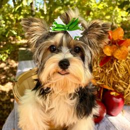 Dash - Black tan and white male Biewer Terrier puppy in Winslow, Arkansas from Morning Glory Puppies