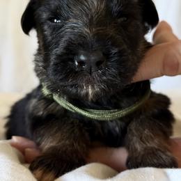 Ranger - Black and red male German Shepherd puppy in Johnstown, Ohio from Vom Haus Neufus