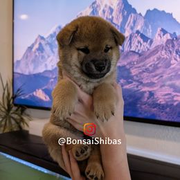 LOKI - Red male Shiba Inu puppy in Minnesota from BonsaiShibas