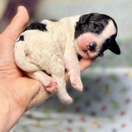 Australian Labradoodle Puppies from Cascade Canyon Labradoodles