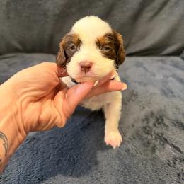 Black  boy - Liver and white male English Springer Spaniel puppy in Lufkin, Texas from Shifletknight Springer Spaniels