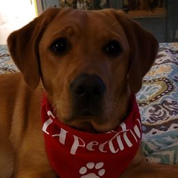 Labrador Retrievers from Red Hearts Labradors