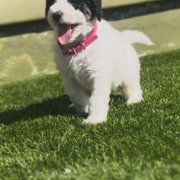 Bernedoodle Puppies from SoCal Bernedoodles