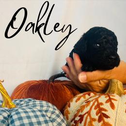 Oakley - Black male Goldendoodle puppy in Cedartown, Georgia from Loyal Doodles