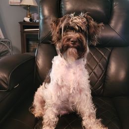 Princess - Miniature Schnauzer
