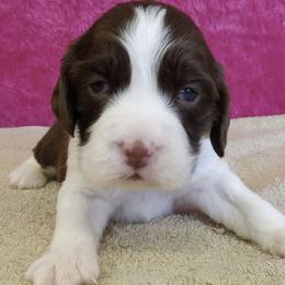 Angel - Liver and white female English Springer Spaniel puppy in North Carolina from Ebenezer Valley ESS
