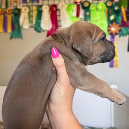 Girl 4 - Fawn female Cane Corso puppy in Briggs, Texas from Capital City Corso’s