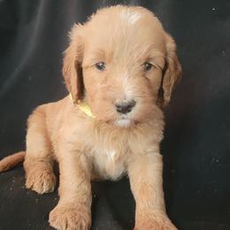 Roe's Yellow Boy - Apricot male Goldendoodle puppy in Brea, California from River Doodles