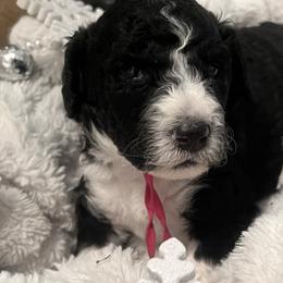 Cherry - Parti female Goldendoodle puppy in Waterloo, Illinois from Dreamy Doodles