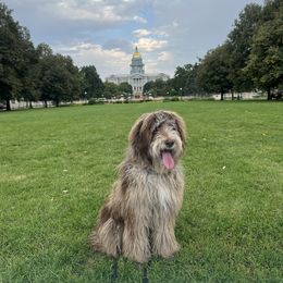Cashew - Merle male Labradoodle puppy in Grants Pass, Colorado from Oregon Valley Pups