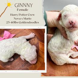 Ginny - Parti female Goldendoodle puppy in Hilton, New York from The House of Goldendoodle