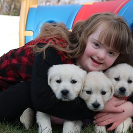 German Shepherd and Golden Retriever Puppies from Sweetheart Therapy Dogs LLC