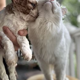 Cavapoo Puppies from Panda Puppies