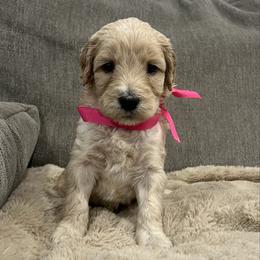 Rosie - Light golden female Golden Retriever puppy in North Highlands, California from The Purrfectpups