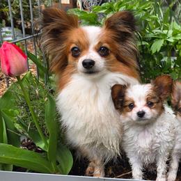 Papillon puppies from Silhouette Papillons