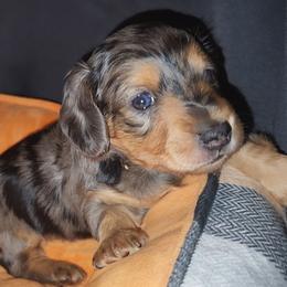 Dash - Dapple male Dachshund puppy in Strafford, Missouri from LL Weens